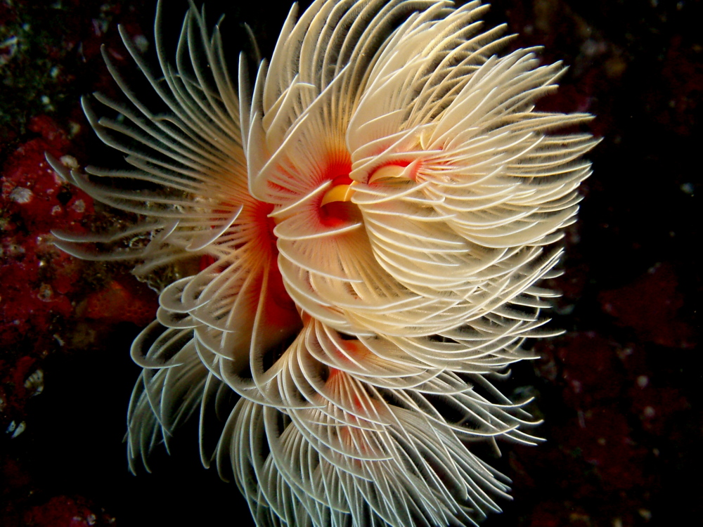 CEɂ͕svcȐςICɓ萶ĂˁI