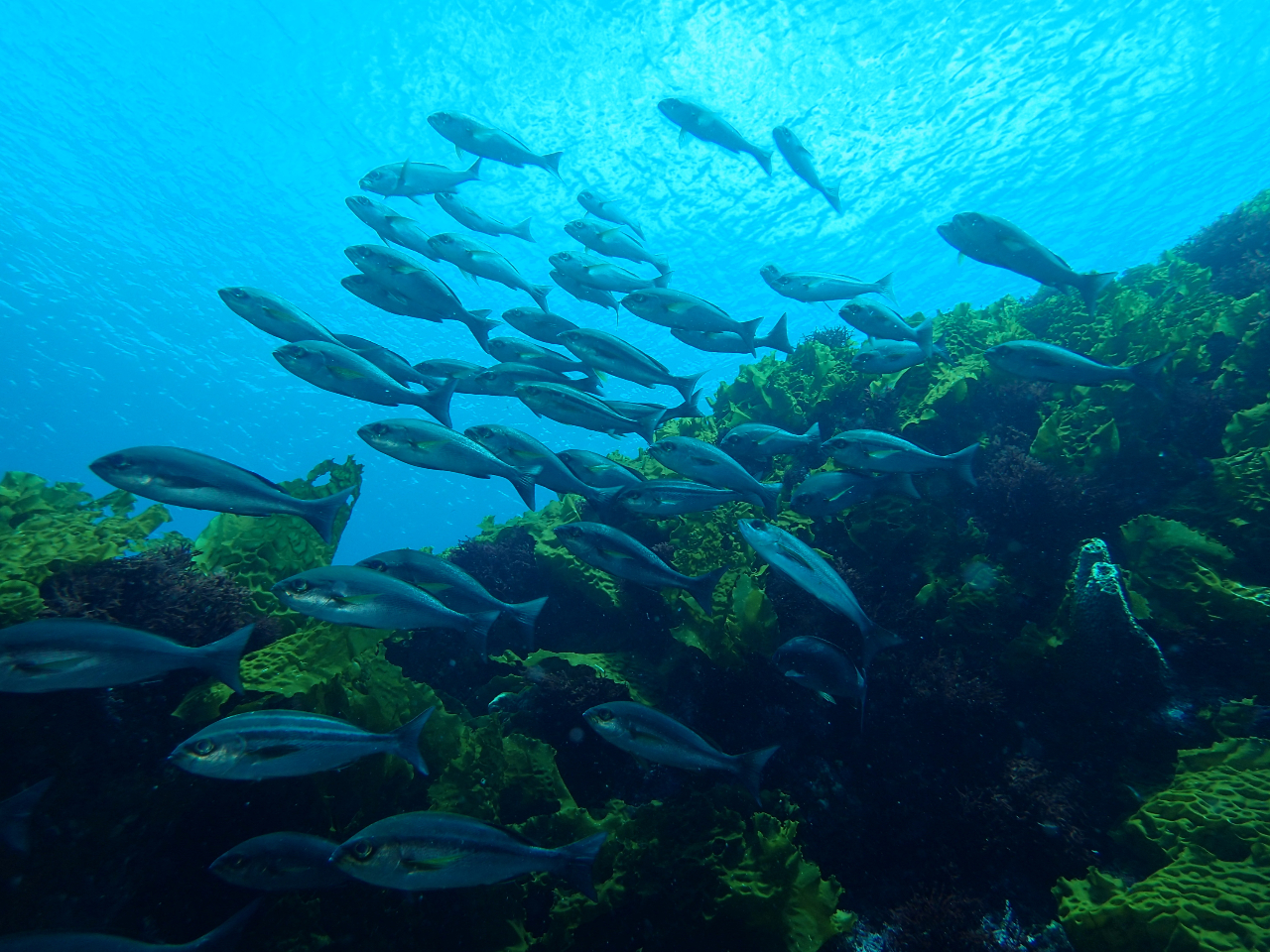 ̐䂽ȑ哇̊CɐĂ܂B