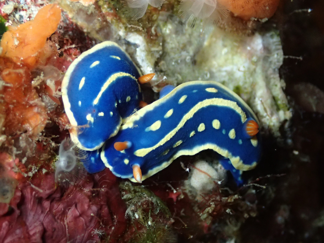 lC̃E~EV邩܂IFN₩ȃL[gȐłB