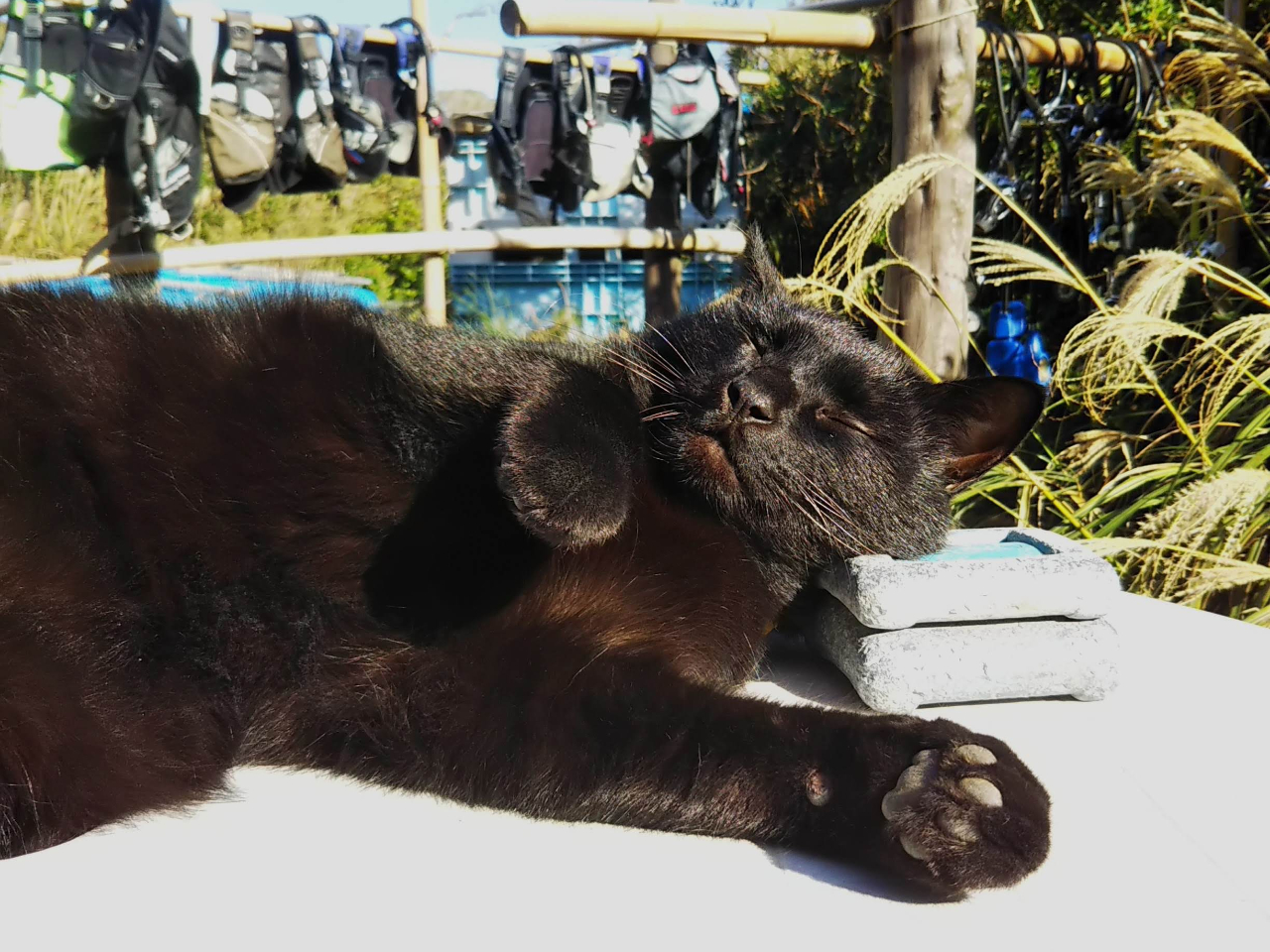 LX^btҋ@B܂̂łڂɂ\݁E₢킹AX̐܂Ԃ̂A҂I