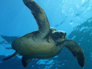 みんな個性的な海中世界の住人達。近くで生物を見られるのがダイビングの醍醐味!