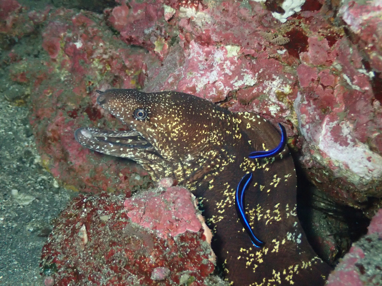 i͂ȂȂڂɂȂ悤ȁA̐Ƃ\܂Ŋώ@ł܂B