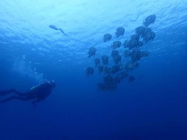 大島の海は生物が豊富で豊かな海です。季節やポイントによって様々な景観や生物を観察することができます。