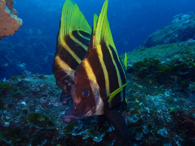 印象的で個性的な生物がたくさん見られます。