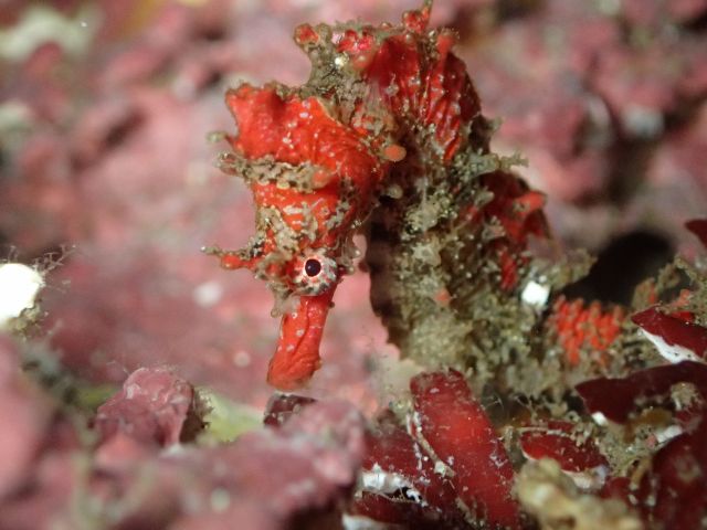 マクロ系生物の観察に最適です!