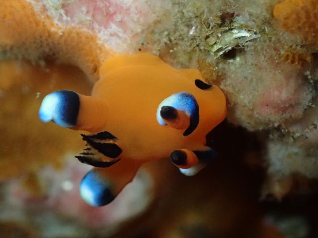 不思議な生物ウミウシもよく観察される生物です!