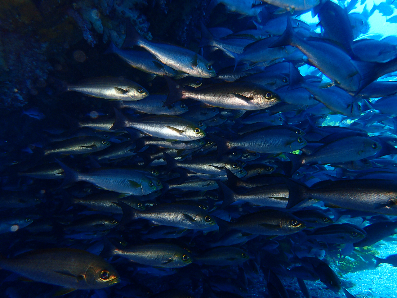 魚の群れも多いです。