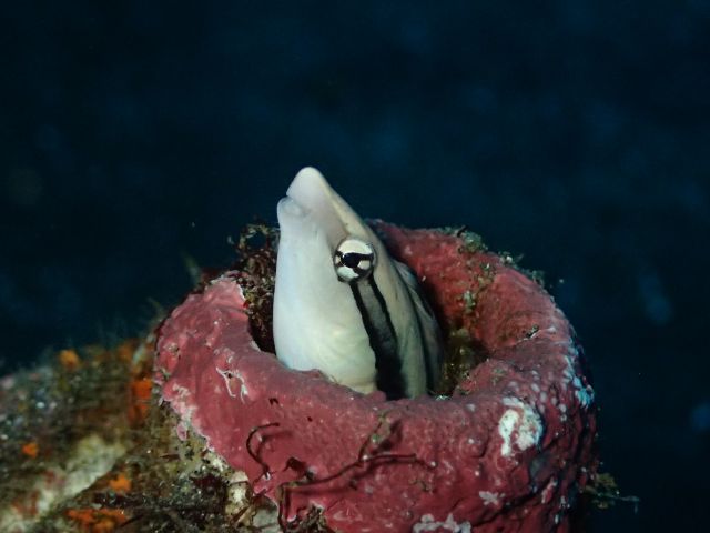 可愛い魚に出会うかも!?