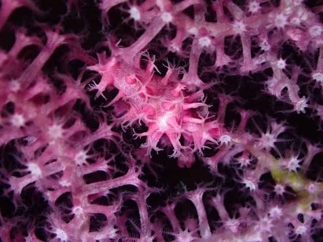 美しい生物もいっぱいです♪