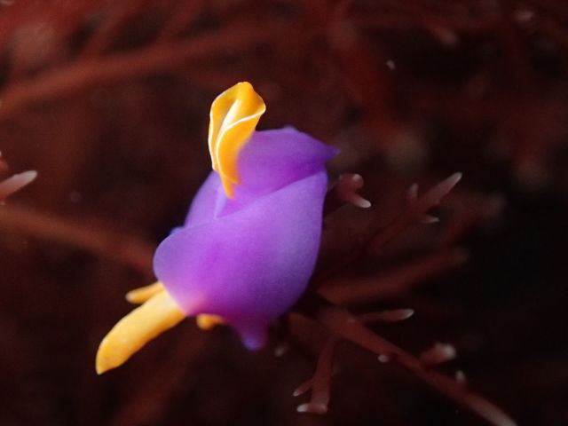 小さく繊細な生物の美しさも見どころです!