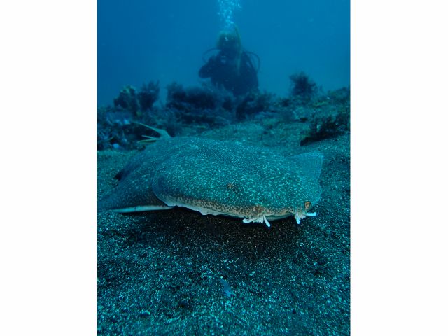 何ダイブしても楽しめる海です。