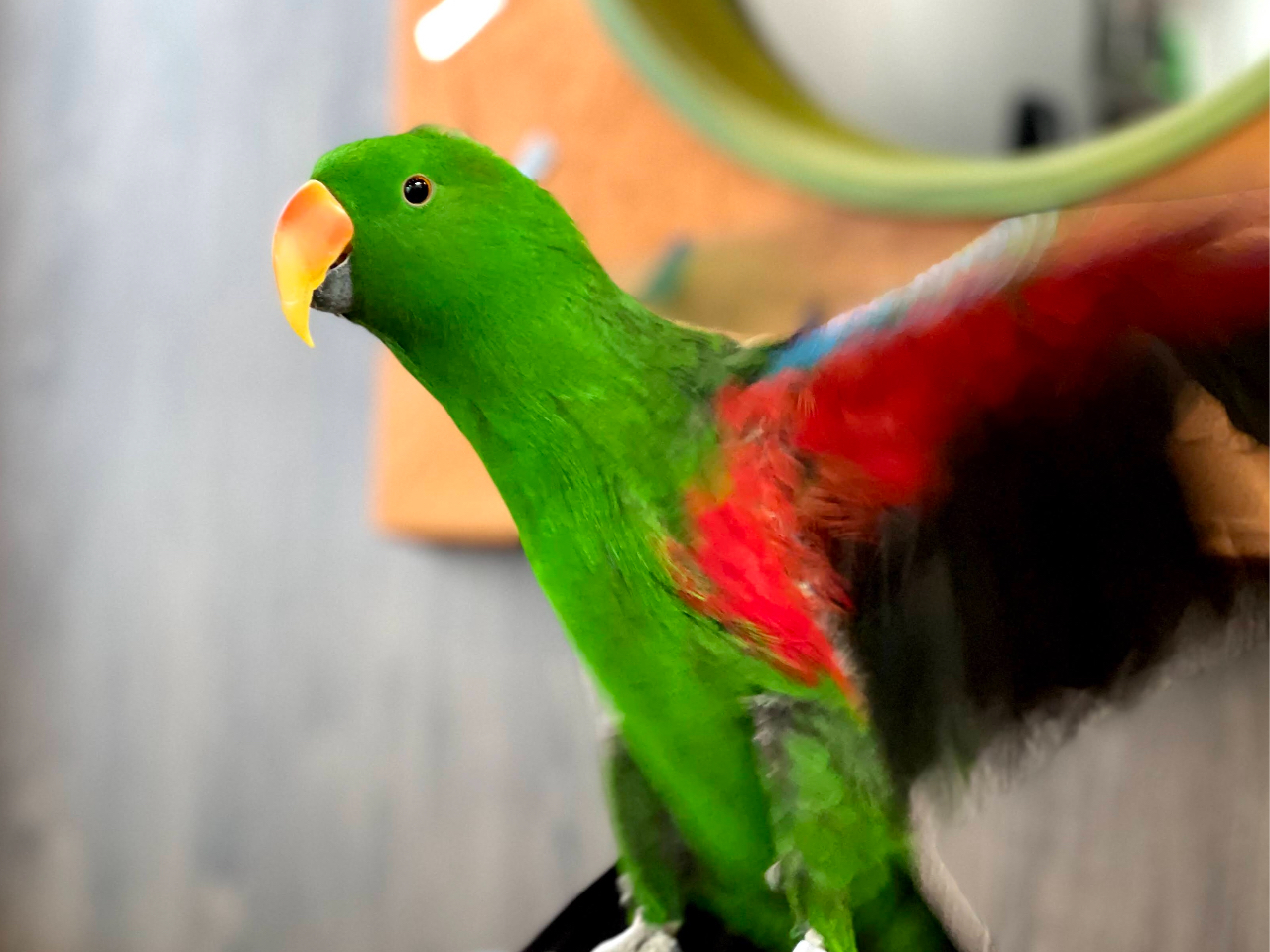 可愛いオウムがいっぱい オウムのカフェ Freakの口コミ じゃらんnet 可愛いオウムがいっぱい オウムのカフェ Freakの口コミ じゃらんnet