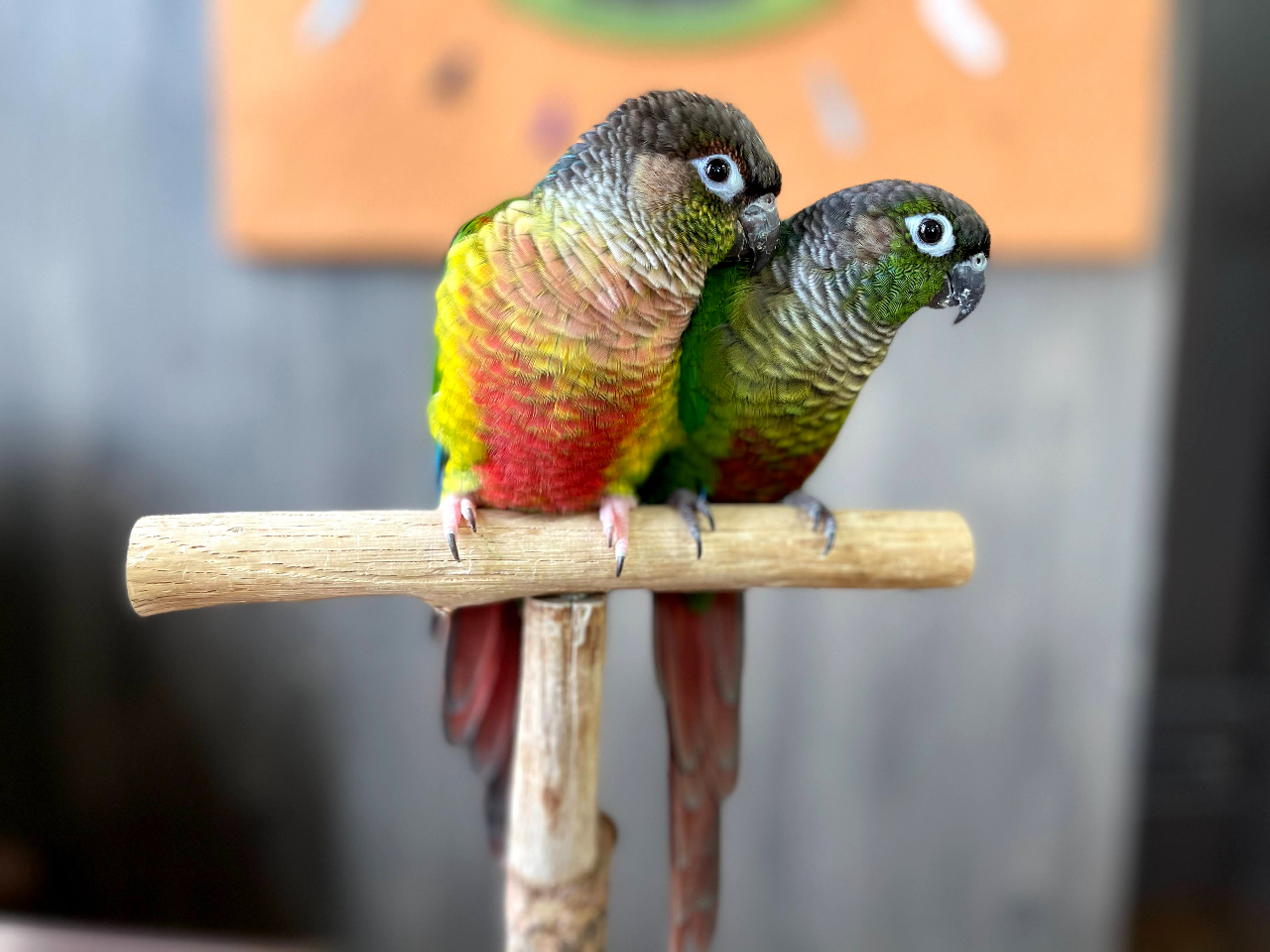 ~《*土日祝日プラン*女性に一番人気!触れ合いとケーキ、ドリンクセット*》~まず...