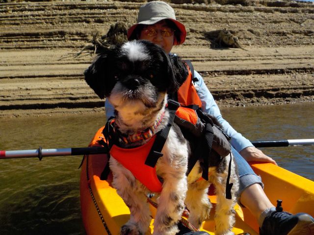 初めての体験にワンちゃんもドキドキ・ワクワク!