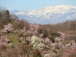 お天気が良いと花見山から雪化粧の吾妻連峰がご覧いただけます