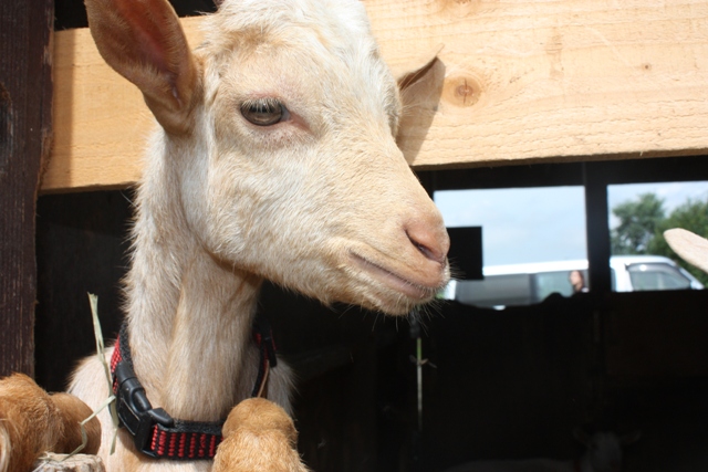 ̃GT͗Li100~`jŔ̔@M𒷂đ҂ĂI