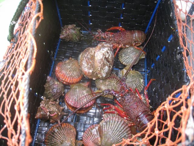 籠に入った海の食材