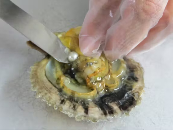 真珠を取り出します!