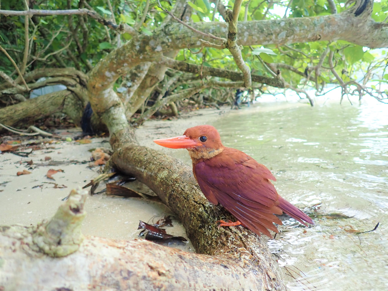 ���N�R�����{����X�����{�܂Ń}���O���[�u�͐�ł悭���郊���E�L���E�A�J�V���E�r���B�������[���̃T�����C�Y�A�T���Z�b�g�}���O���[�uSUP�Ȃ獂�m���ő����ł��܂���