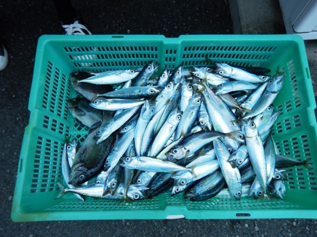 7月後半から8月後半までは小サバとメジナがたくさん釣れました!!