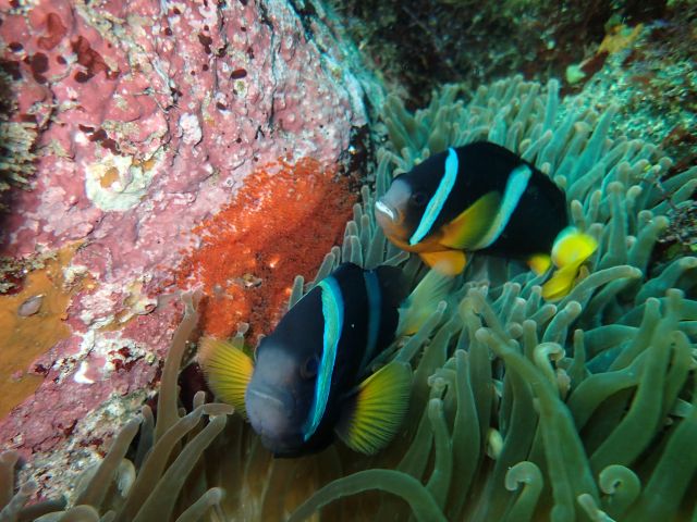 あ、クマノミが卵を産んでる