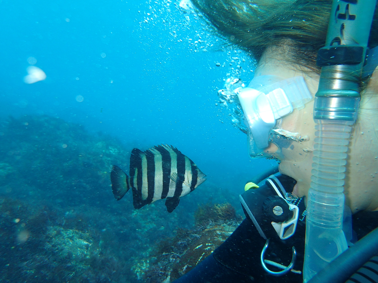 【伊豆・体験ダイビング】<午前プラン>少人数制!生物をじっくり紹介・沢山のベスト...