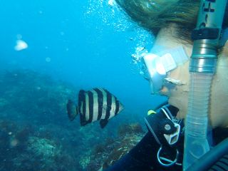 綺麗な魚たちが目の前で観察できます。