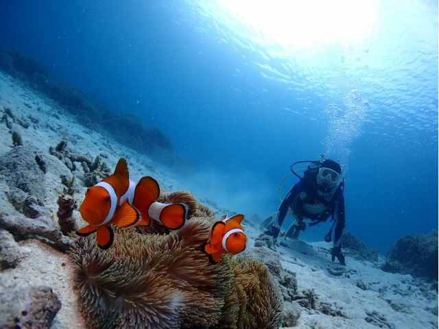 もちろんクマノミにも会えます!