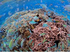 カラフルな魚たちがお出迎え