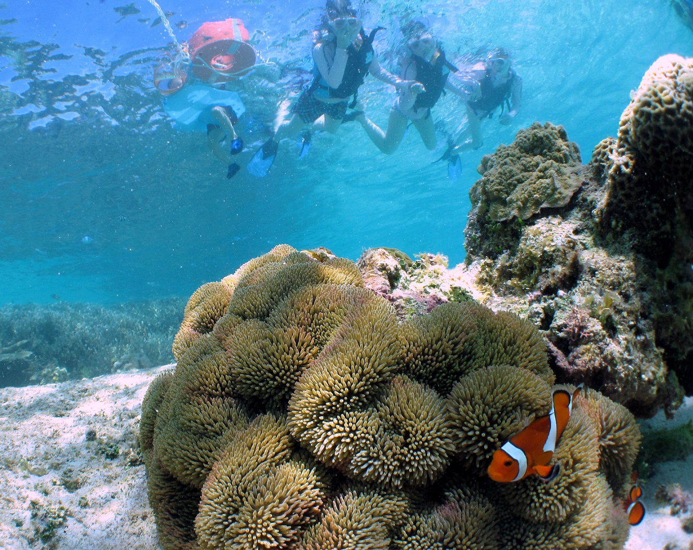 もちろんカクレクマノミにも必ず会える!