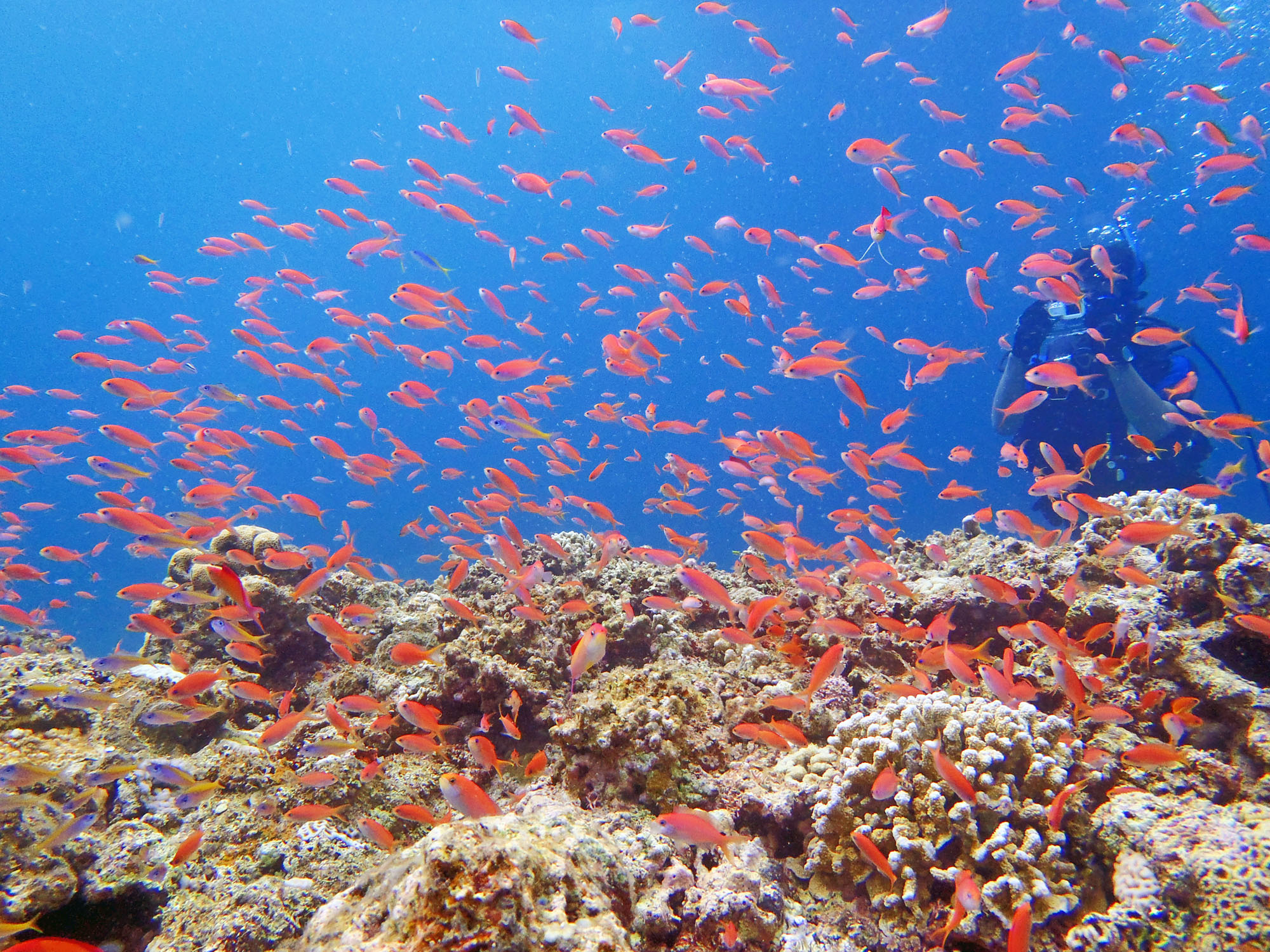 天然の水族館!!