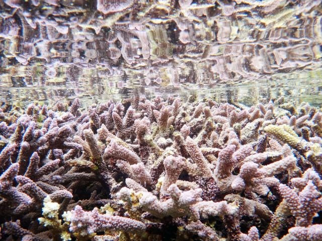 サンゴもキレイ〜☆