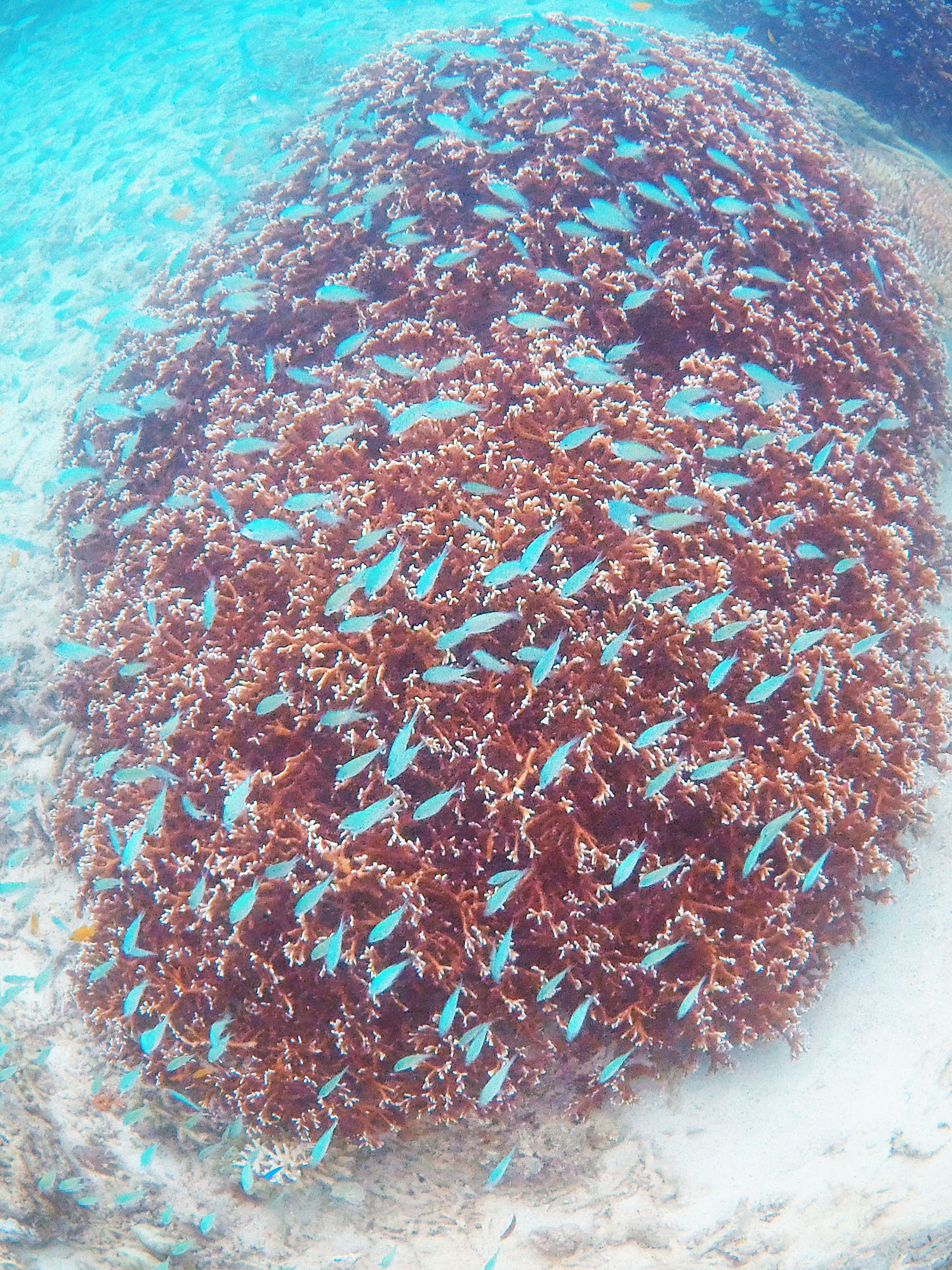 キレイな魚も見れますヨ!!