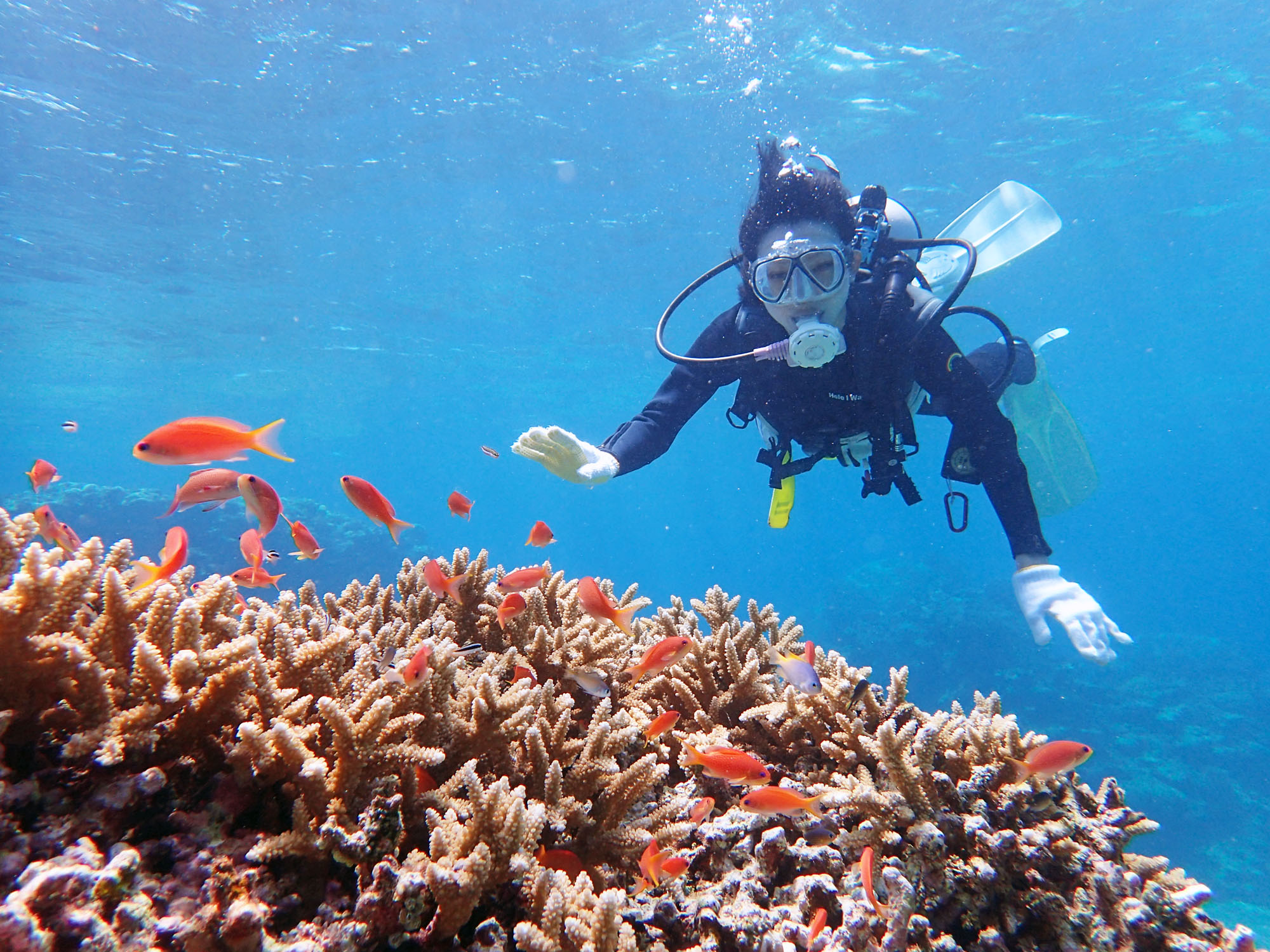 ダイビングって楽しい〜!!
