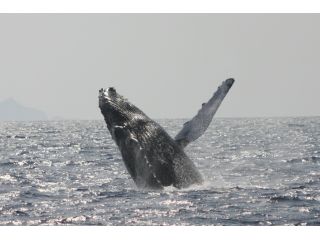 北谷町発 沖縄ホエールウォッチング 【本島中部|恩納村近隣】