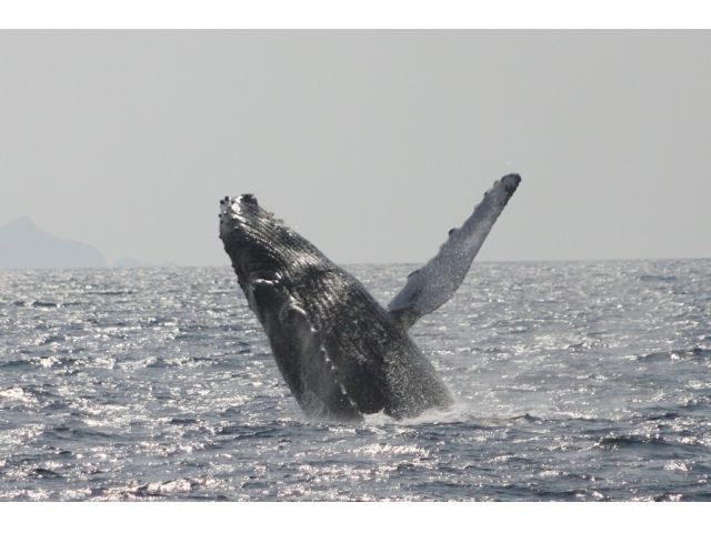 ザトウクジラ1