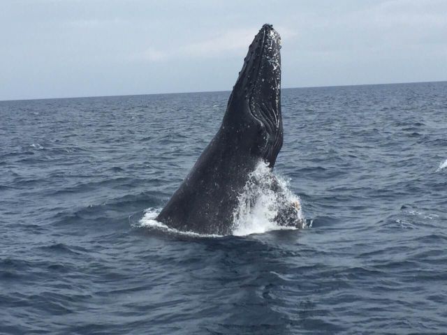 ザトウクジラ2