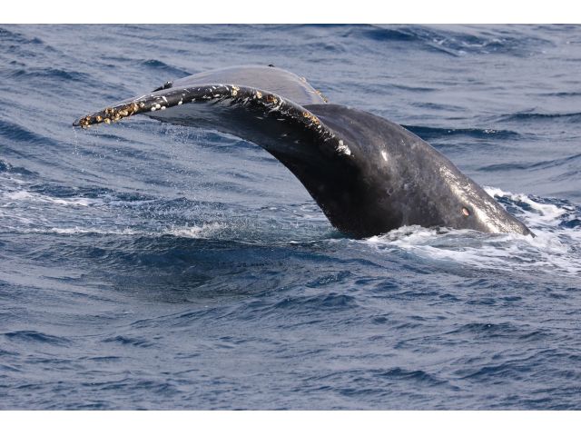 ザトウクジラ3