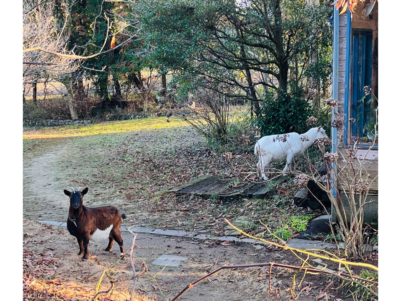 }XRbgLN^[̔MƍMBRɉUĂ܂B