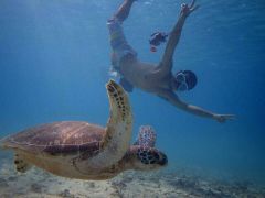 宮古島市のスキューバダイビングランキングtop10 じゃらんnet