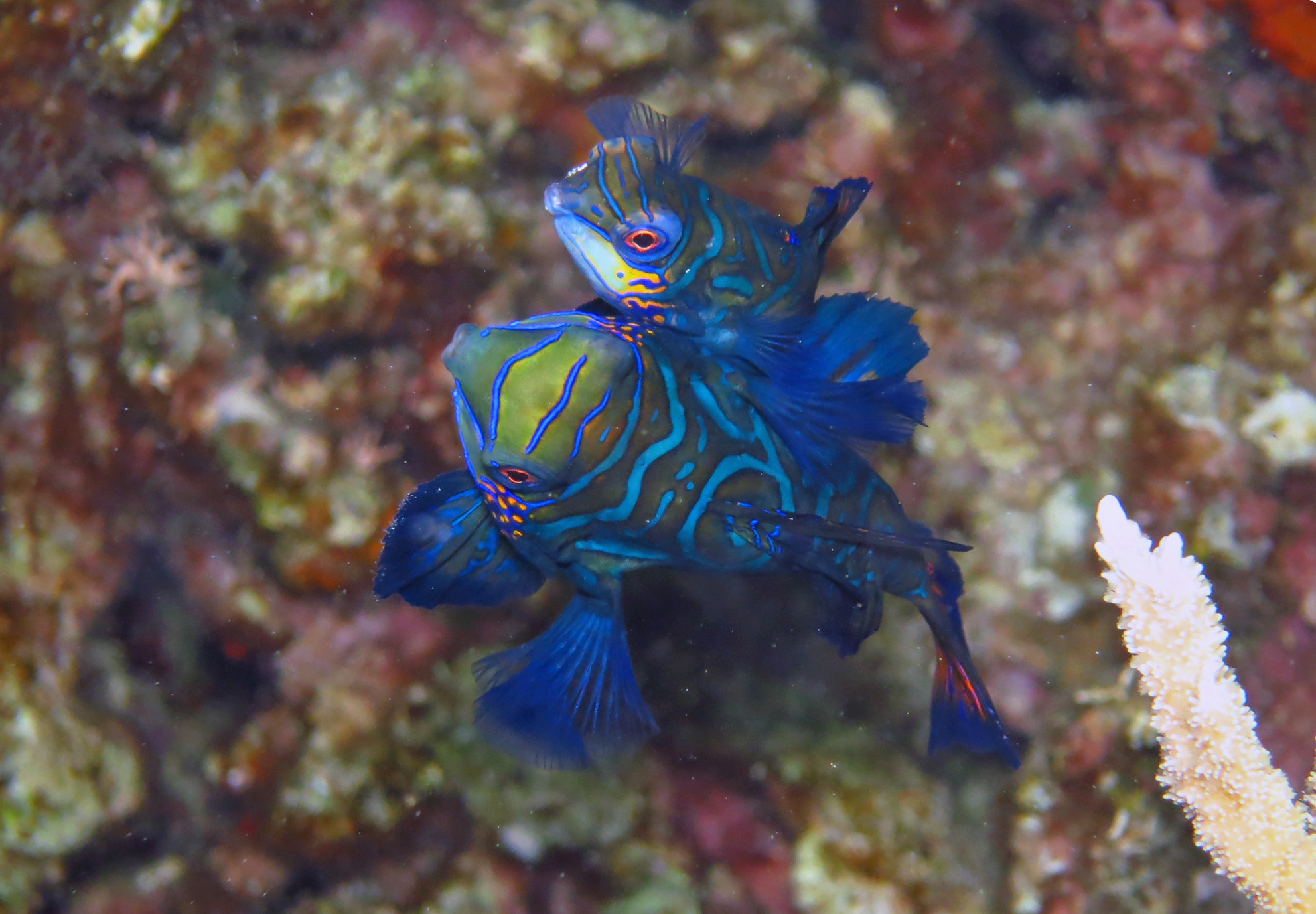 vɍsjVLeO̎YV[B̃h}łB