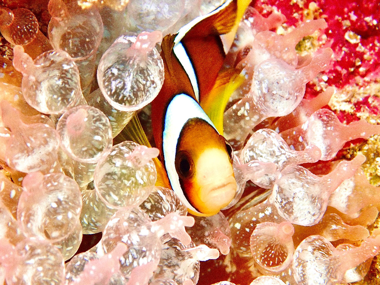 ̃N}m~͂ǂȂӂɐQĂ̂ȁH