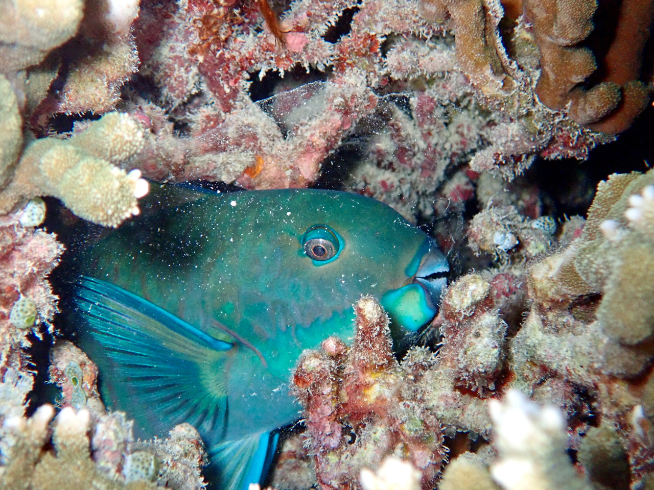 ブダイの仲間は、体から粘膜を出してそれに包まって寝てるんだよ