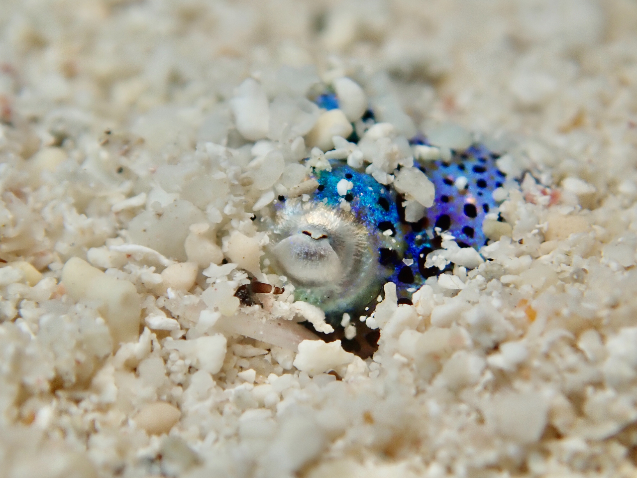 ミミイカというとても小さなイカ。砂に潜る姿が可愛い!