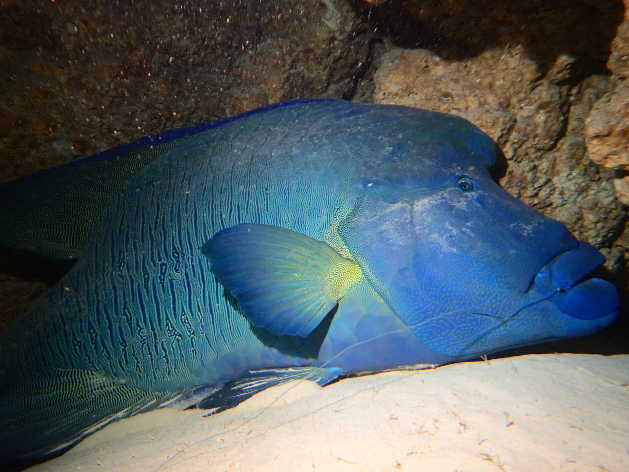 AbƋo邩Ȃ̂AiCg_CrÓ̖I