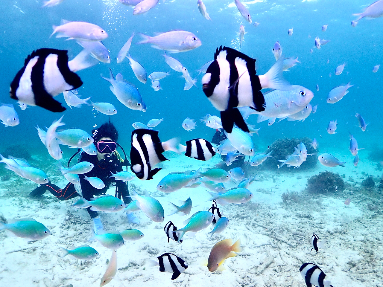トロピカルなお魚たちに囲まれるなんてことも♪