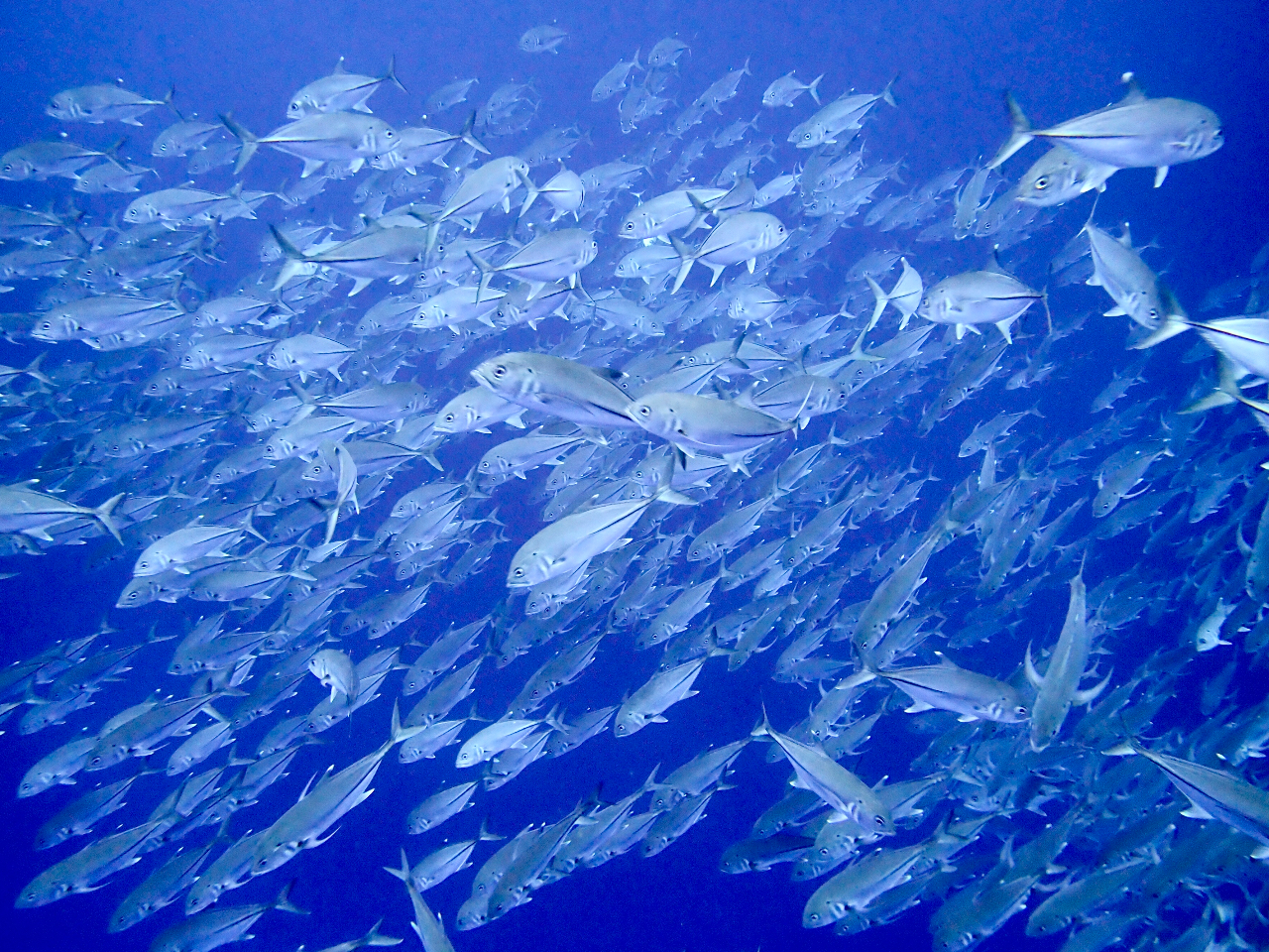 ギンガメアジに出会えるポイントもあります