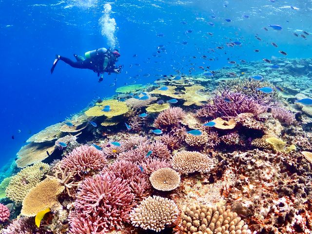 「八重干瀬」のサンゴ礁