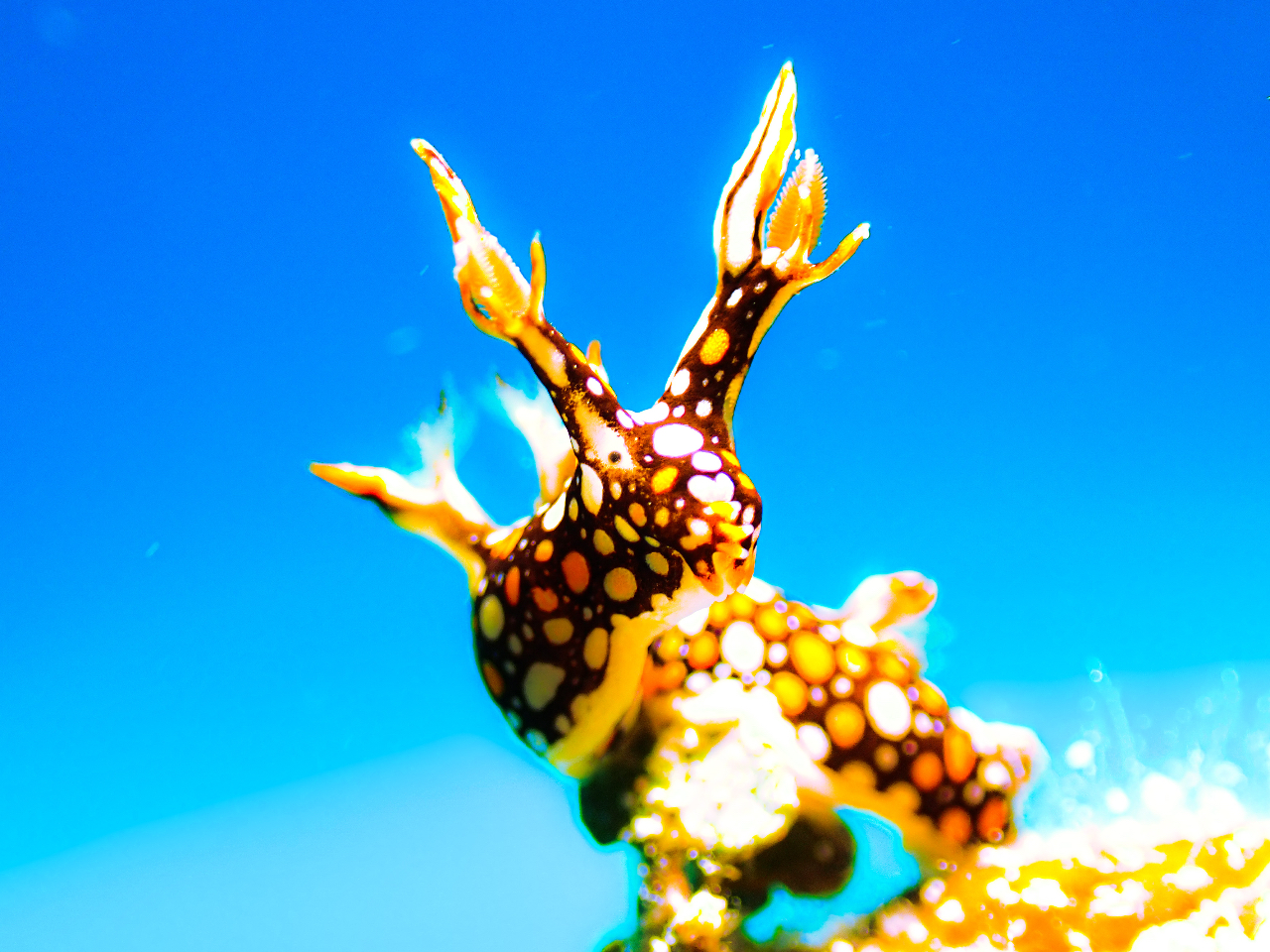 }N_Co[KIAȃE~EV񌩂܂