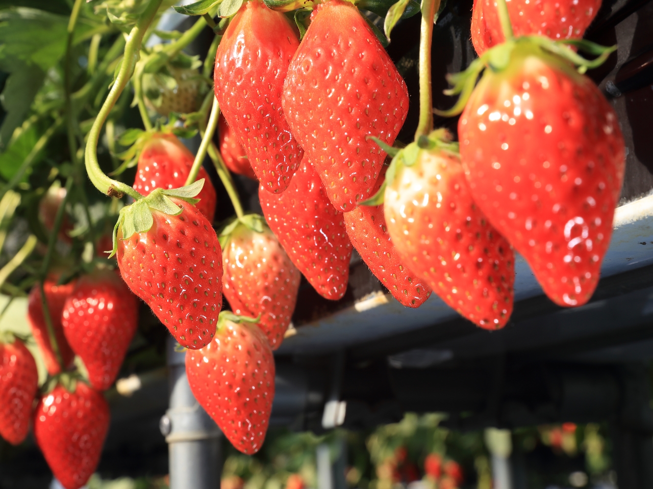 コロナ対策実施中 いちご狩り45分食べ放題 3月1日 4月10日 練乳 チョコレートソースの無料サービス 地域共通クーポン対象 女性 カップル ファミリーにおすすめ 鹿深いちご園 水口テクノスファーム じゃらん遊び体験